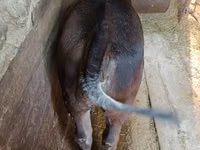 Sigir, Swiss cattle — 7-rasm
