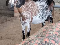 Ziege, Nubian Goat — Foto 1
