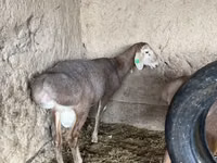 كبش, Arashan sheep — الصورة 6