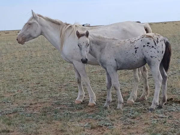 Toychoq, Kazakh horse — Qozogʻiston