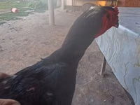 Chickens — Foto 3