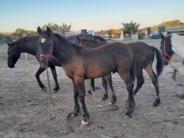 Hengst, Friesian