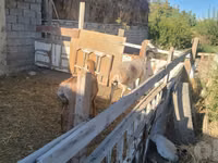 Schafe (Partie, Geschlecht nicht angegeben), Arashan sheep — Foto 2