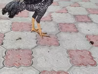 بيرل غري — الصورة 2