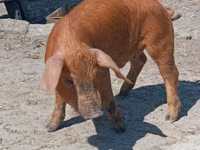 Schweine (Partie, Geschlecht nicht angegeben) — Foto 1