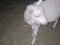 Billy Goat, Saanen goat — photo 2