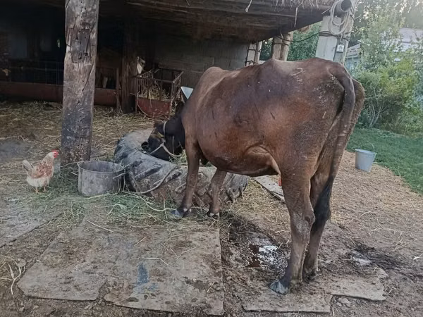 母牛, Swiss cattle — 吉尔吉斯斯坦