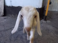 Cabro, Nubian Goat — foto 6