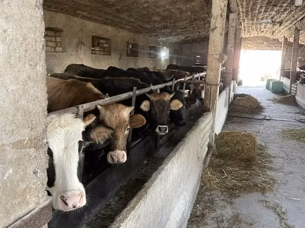 गाय, Russian Black pied cattle