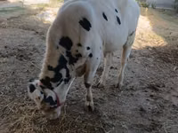 公牛, Russian Black pied cattle — 照片 1