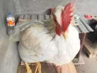 Chickens — Foto 2