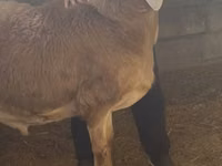 Carnero, Arashan sheep — foto 1