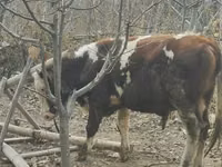 Rinder (Partie, Geschlecht nicht angegeben), Simmental cattle — Foto 2