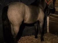 Caballo, Caballos — foto 6