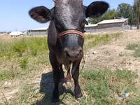 公牛, Cattle — 照片 1