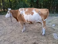 母牛, Simmental cattle — 照片 3
