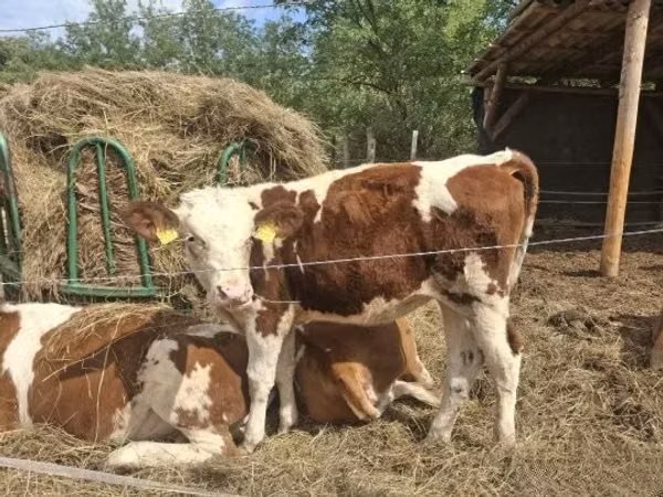 Kuh, Simmental cattle