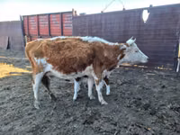 Kuh, Simmental cattle — Foto 4