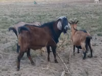Cabro, Nubian Goat — foto 1