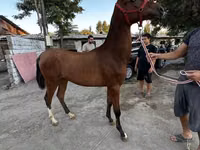 Hengst, Akhal-Teke — Foto 1