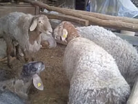 Widder, Arashan sheep — Foto 2