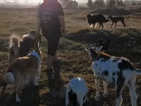 बकरा, Saanen goat — फ़ोटो 4