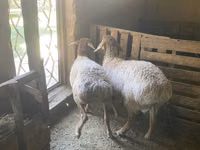 公羊, Rhon sheep — 照片 2