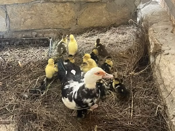 Ducks