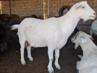 Cabra, Saanen goat — foto 4