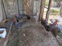 Chickens — Foto 2