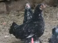 Japanese Bantam — photo 4