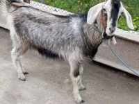 عنزة, Irish goat — الصورة 4
