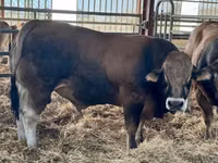Bulle, Partenaise cattle — Foto 2