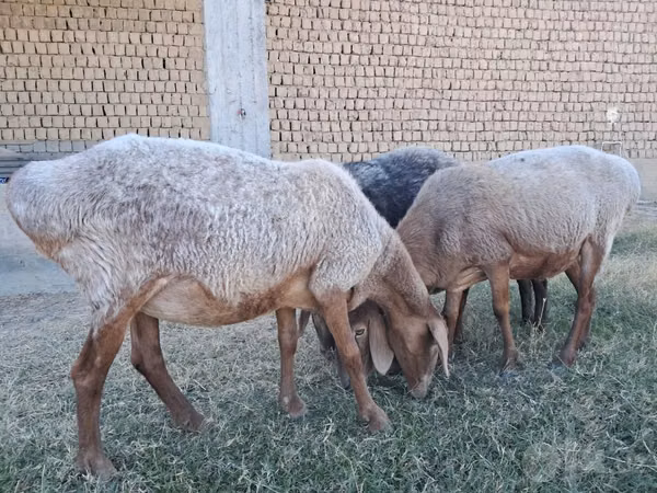 Кой, Койлор
