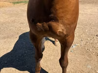 Caballo, Russian Don — foto 4