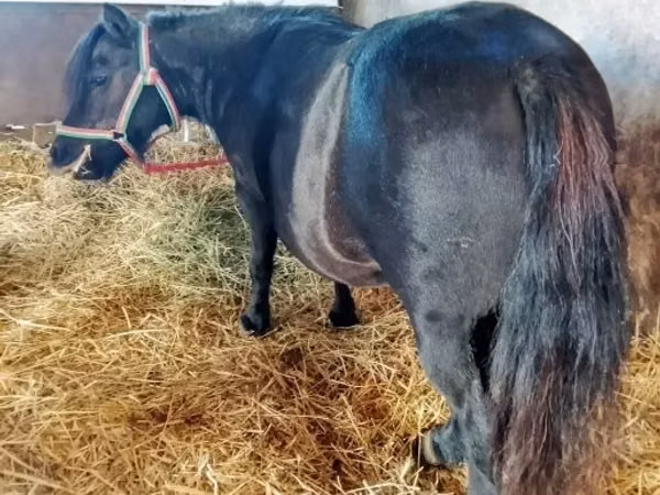 घोड़ी, American shetland pony