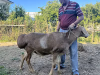 Carnero, Arashan sheep — foto 5