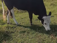 Kuh, Simmental cattle — Foto 1