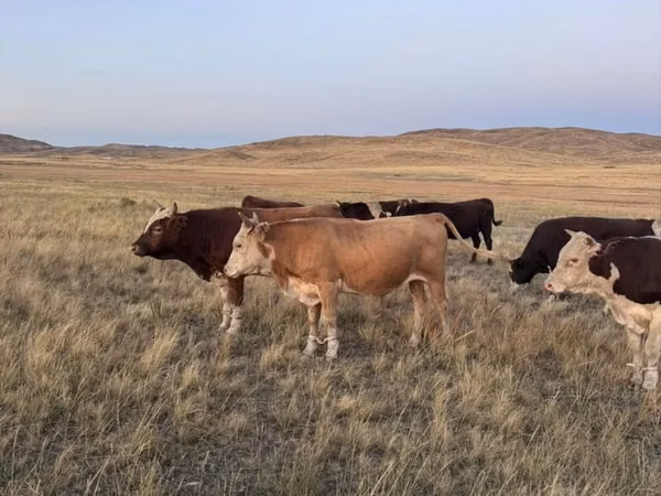 公牛, Cattle — 哈萨克斯坦