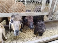 نعجة, Hissar sheep — الصورة 5