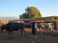 गाय, Simmental cattle — फ़ोटो 7
