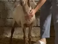 كبش, الأغنام — الصورة 2
