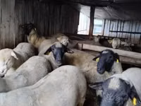 Widder, Ile-de-France sheep — Foto 6