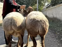 Schaf, Arashan sheep — Foto 3