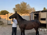 公马, Horses — 照片 2