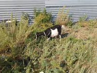 Ziege, Alpine goat — Foto 4