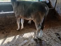 Bulle, Swiss cattle — Foto 6