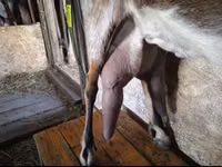 Ziege, Beetal goats — Foto 5