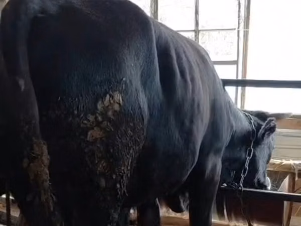 सांड, अलाताऊ नस्ल