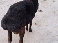 公羊, Sheep — 照片 5